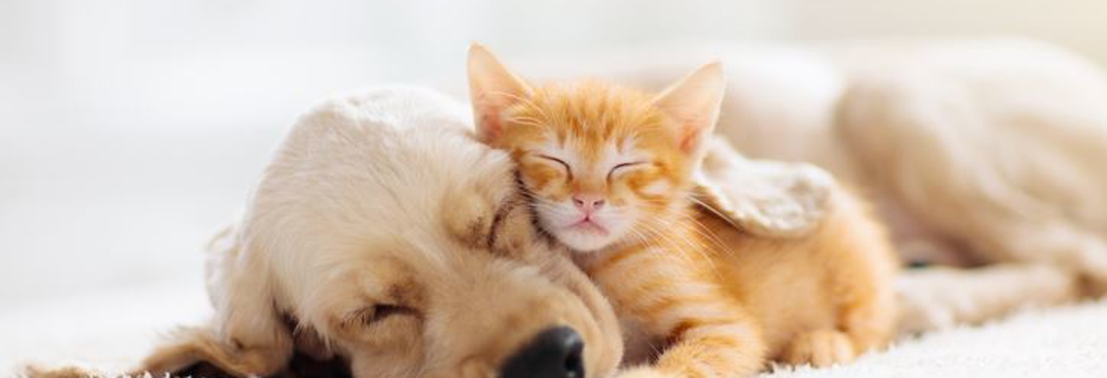 VIDEO: Keep Your Home Comfortable with Pets