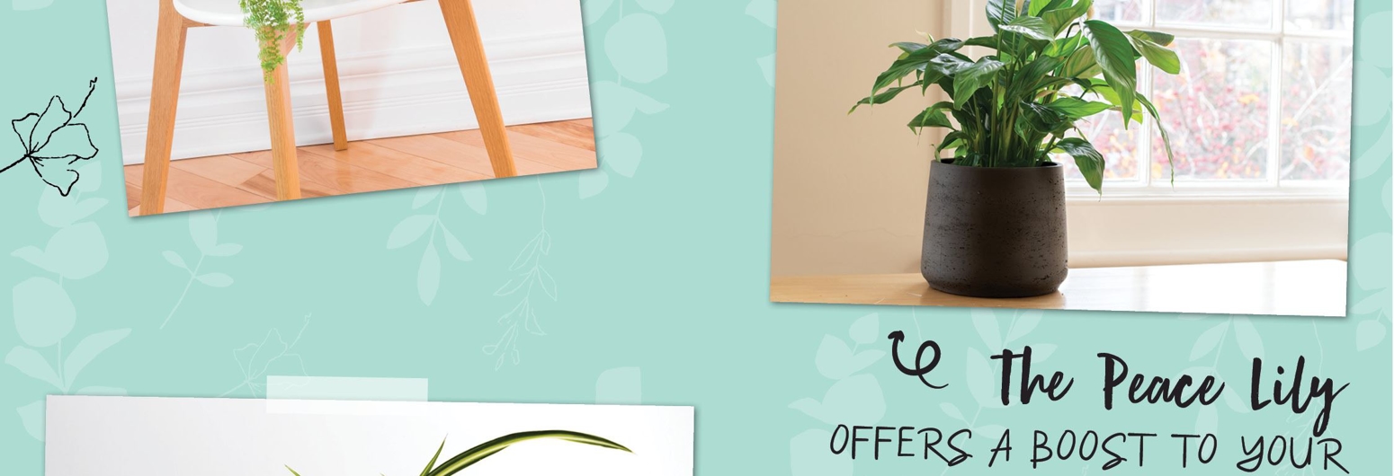 The Best Houseplants for Your Home